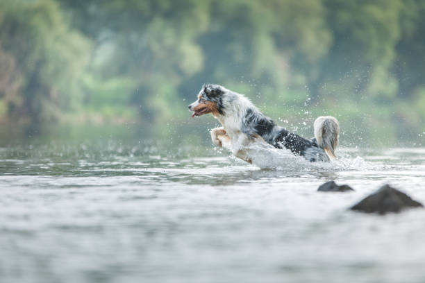 istock flying dog. Active australian shepherd jumping in the water 1878346814