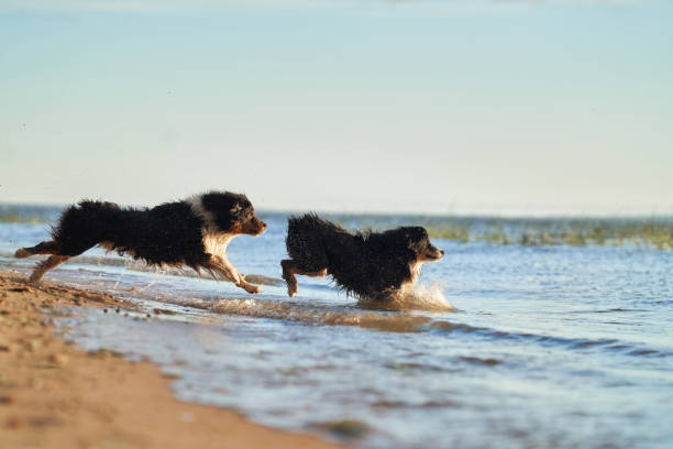 flying dogs. two Active australian shepherd jumping in the water. Active holiday with a pet