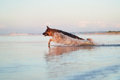 happy dog jumping in water. German Shepherd on the beach, on the sea