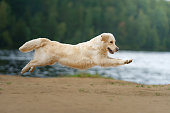 the dog jumps, flies on the beach on the lake, near the water. Active beautiful golden retriever