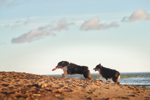 dogs plays in beach near water. two Active australian shepherd jumping . Active holiday with a pet