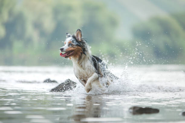 istock dog runs on the water. Marbled Australian Shepherd on the lake 1878346837
