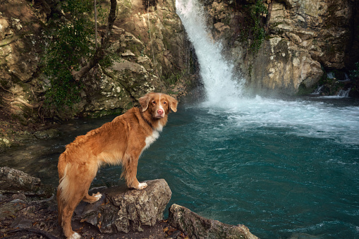 red dog at the waterfall on the water on turquoise water. travel with a pet. Nova Scotia duck tolling retriever in nature