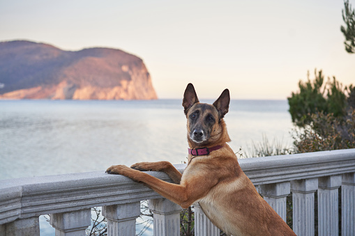 A beautiful dog on the sea embankment against the backdrop of mountains. Belgian Shepherd on the coast