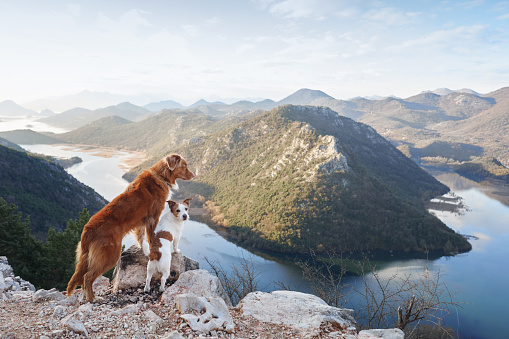 two dogs stands in the mountains on bay and looks at the river. Nova Scotia duck retriever and Jack Russell Terrier in nature, on a journey. Hiking with a pet