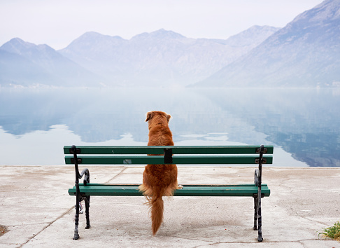 dog sits on a bench and looks at the lake, bay. Traveling with a pet. Nova Scotia duck tolling retriever in nature