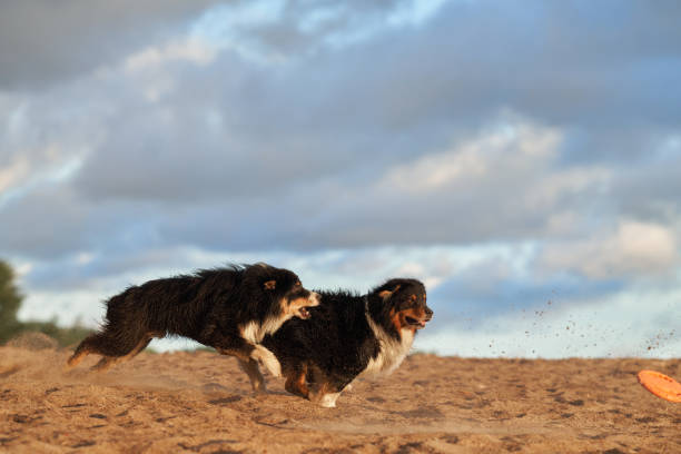istock dogs in water. Active australian shepherd jumping 1878346864