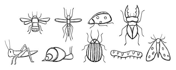 набор с насекомым в стиле нарисованного от руки каракуля - жук олень stock illustrations