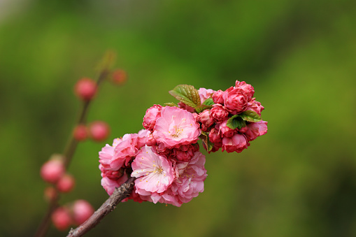 flowering plum blossom in the park, China
