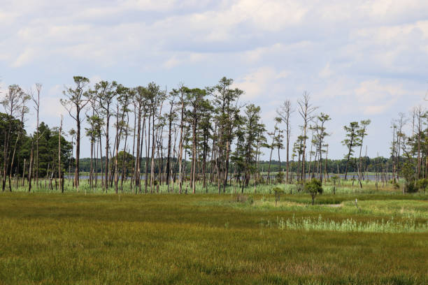Marshland in Maryland