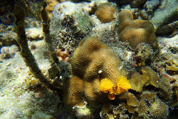 Fan worm Fan colourful worms among coral coralline red algae photos stock pictures, royalty-free photos & images
