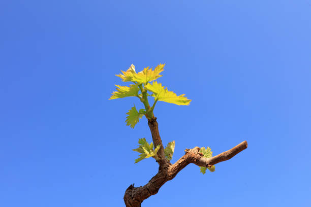 Fresh grape leaves
