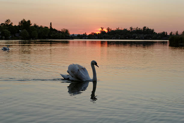 istock swan on lake at sunset 187838169