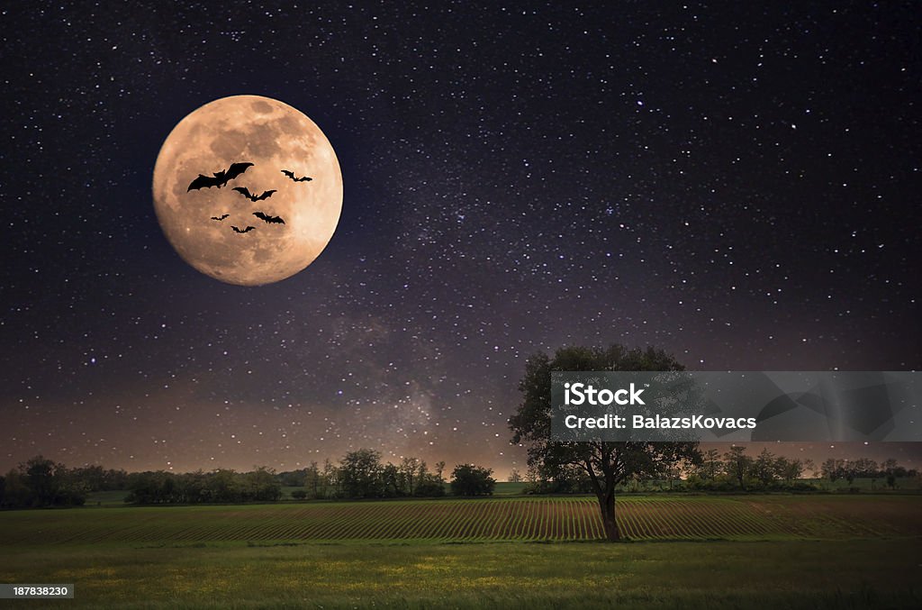 Landscape with moon Landscape. Bat - Animal Stock Photo