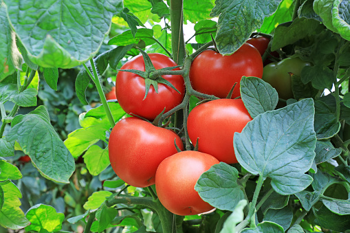 Ripe tomatoes in greenhouses, North China
