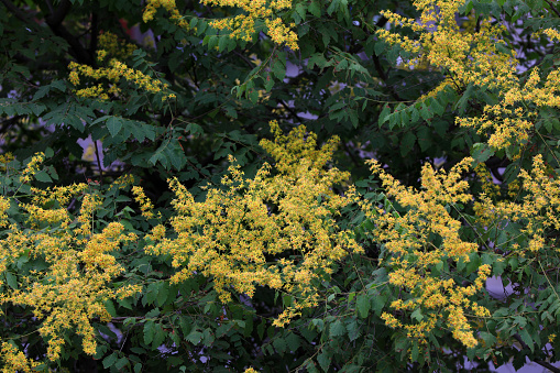 goldenrain tree flowers in the garden