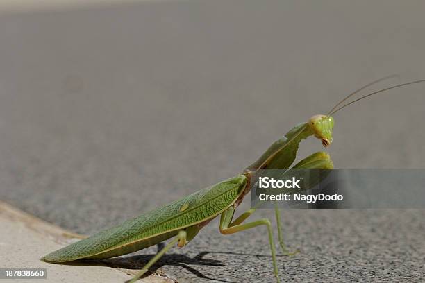 Praying Mantis On The Floor Stock Photo - Download Image Now - Animal, Animal Antenna, Animal Body Part