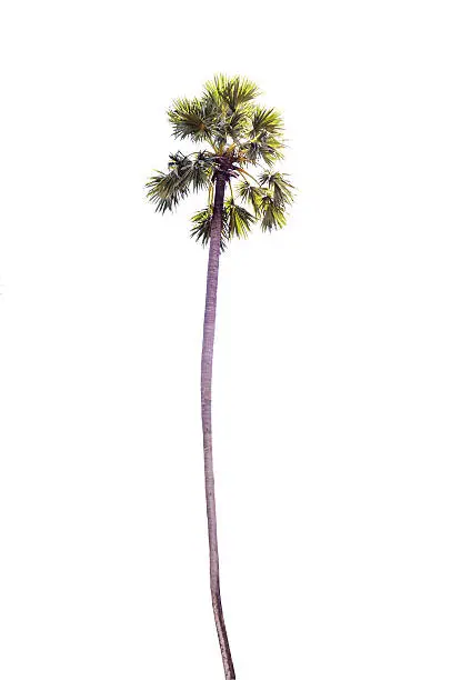 Sugar palm tree isolated on a white background
