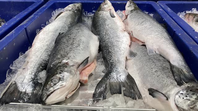 salmon at a seafood market