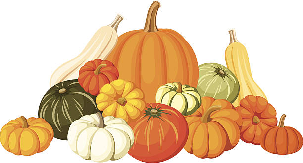 Pumpkins. Vector illustration. Group of various pumpkins on a white background. Vector illustration. gourd stock illustrations
