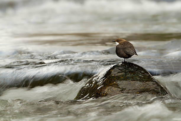 White-throated dipper, bird in middle of river Bird species cinclus cinclus, Hautes-Vosges, France cinclidae stock pictures, royalty-free photos & images