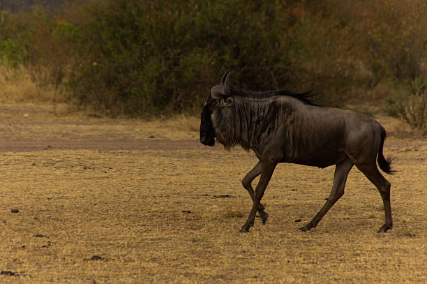 Gnu – Foto