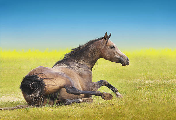 istock Horse lying around on the yellow grass 187839764
