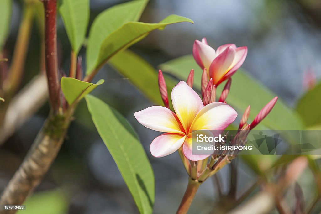 枝南国の花々 - タイ王国のロイヤリティフリーストックフォト