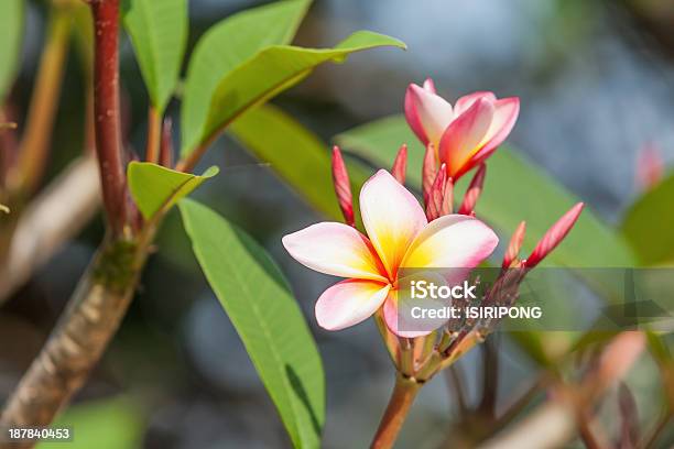 枝南国の花々 - タイ王国のストックフォトや画像を多数ご用意 - タイ王国, プルメリア, 人物なし