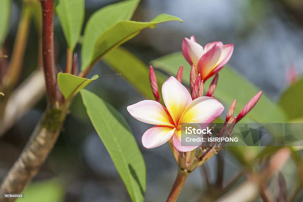 Ramo de flores tropicais - Foto de stock de Amarelo royalty-free