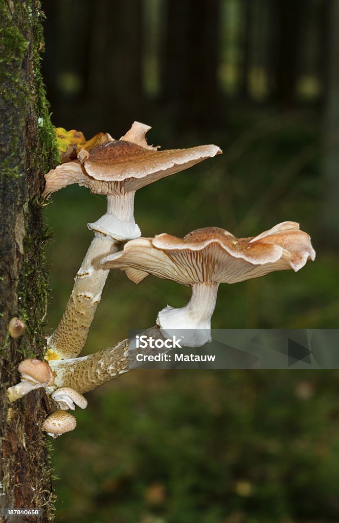 Mel crescimento do fungo em Oak - Royalty-free Basidiomycota Foto de stock