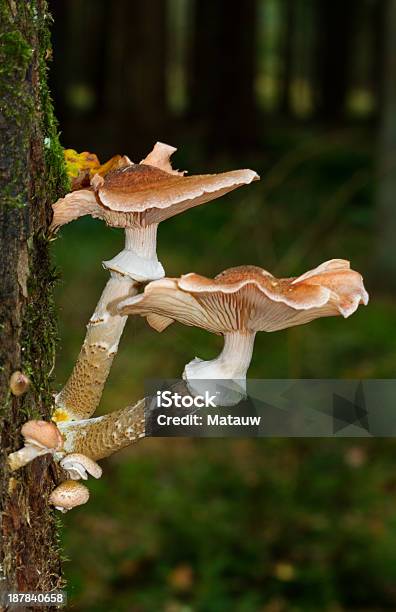 Mel Crescimento Do Fungo Em Oak - Fotografias de stock e mais imagens de Basidiomycota - Basidiomycota, Carvalho, Casca de árvore