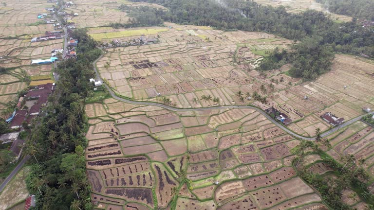 Numerous harvested rice fields at large plain, black remains of burnt straw