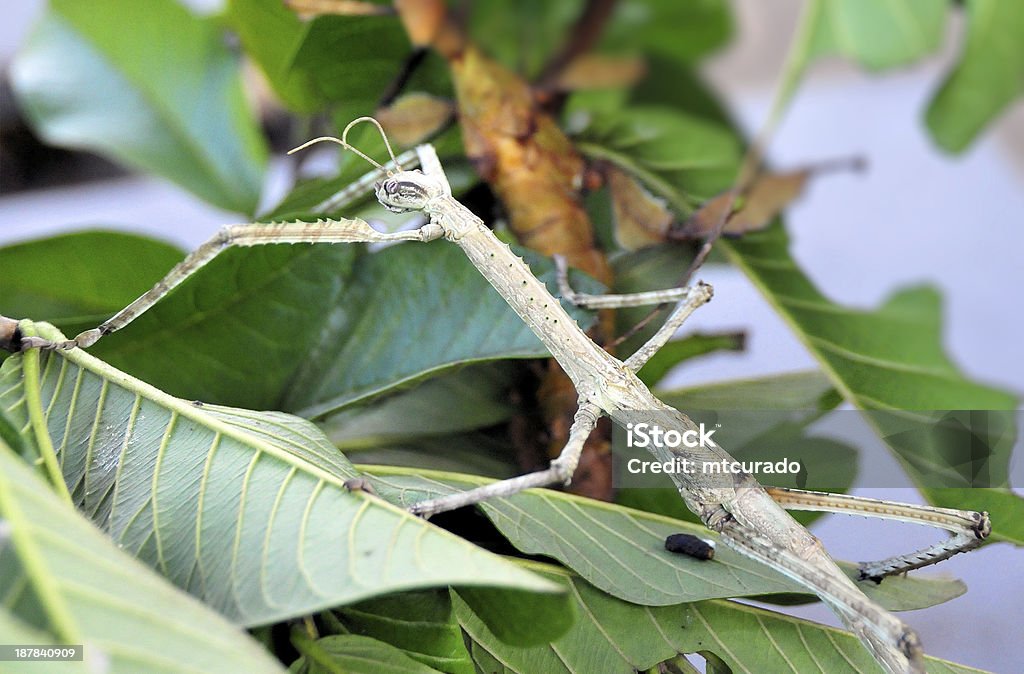 Bicho-Pau - Foto de stock de Bicho-Pau royalty-free