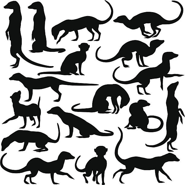 meerkats - erdmännchen stock-grafiken, -clipart, -cartoons und -symbole
