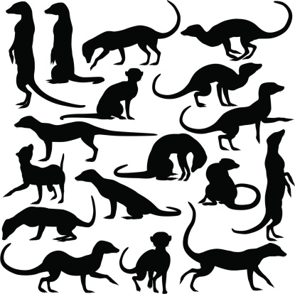 Set of editable vector silhouettes of meerkats in different postures