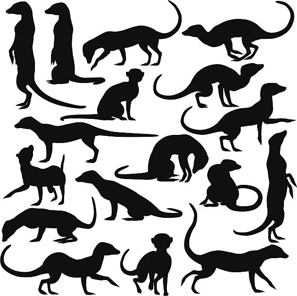 Black outline of meerkats on white background vector art illustration