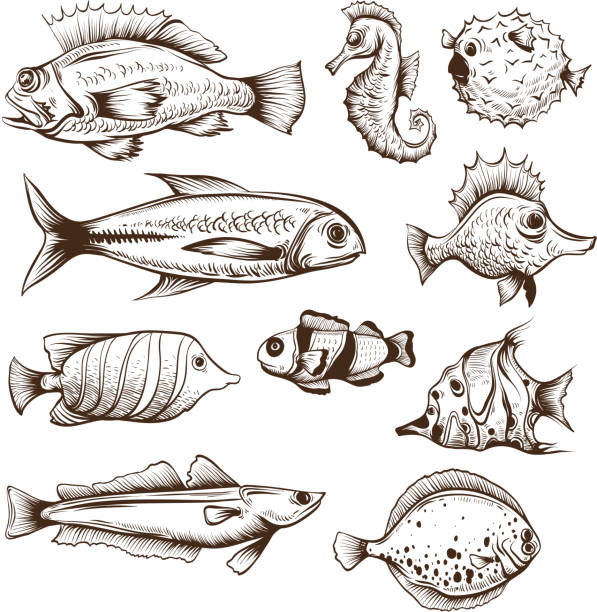 Fish set Set of fishes isolated on a white backgrounds grouper stock illustrations