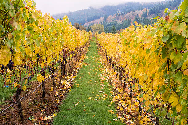 istock Rows of Grape Vines in Vineyard 187841879