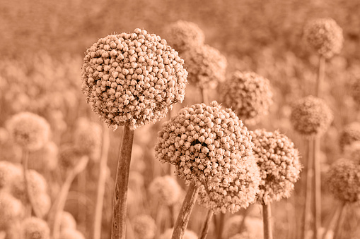 Close up of ornamental onion Allium flowers buds toned in color of year 2024 - Peach Fuzz