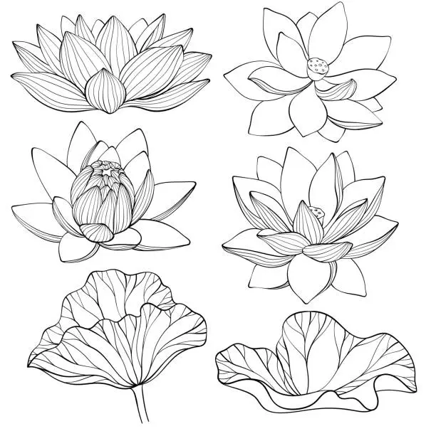 Vector illustration of Seamless pattern with lotus. Black and white