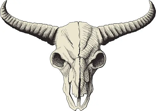 Vector illustration of buffalo skull