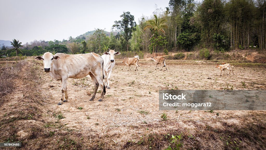 Vaca no campo estação seca - Royalty-free Agricultura Foto de stock