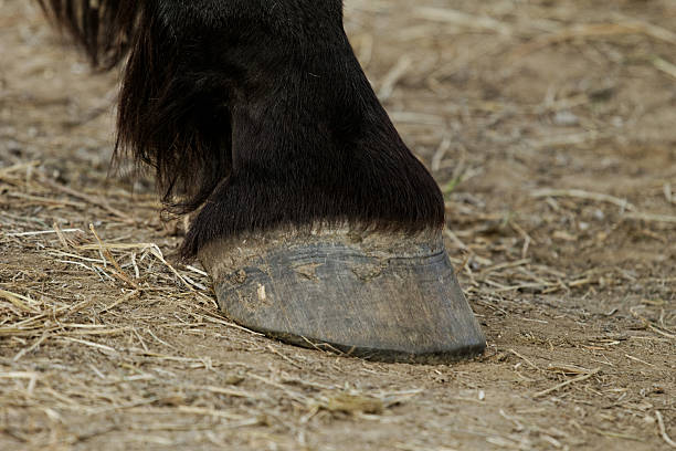 istock horse leg and hoof 187843968