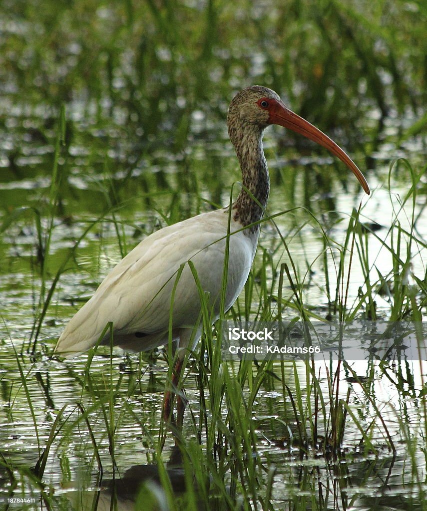 Oiseau de pêche dans l'étang - Photo de Blanc libre de droits