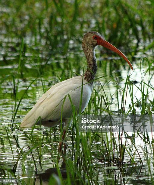 Photo libre de droit de Oiseau De Pêche Dans Létang banque d'images et plus d'images libres de droit de Blanc - Blanc, Eau, Floride - Etats-Unis