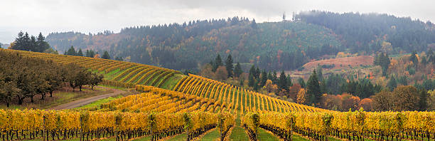 istock Dundee Oregon Vineyards Scenic Panorama 187844823
