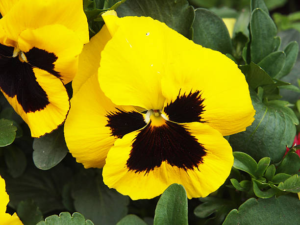 istock yellow pansy flowers 187845001