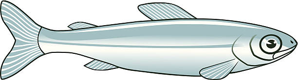 ilustrações, clipart, desenhos animados e ícones de minnow - minnow