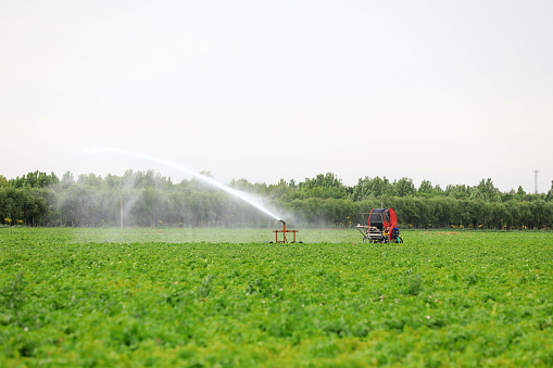 Sprinkler irrigation facilities in irrigated potatoes, North China